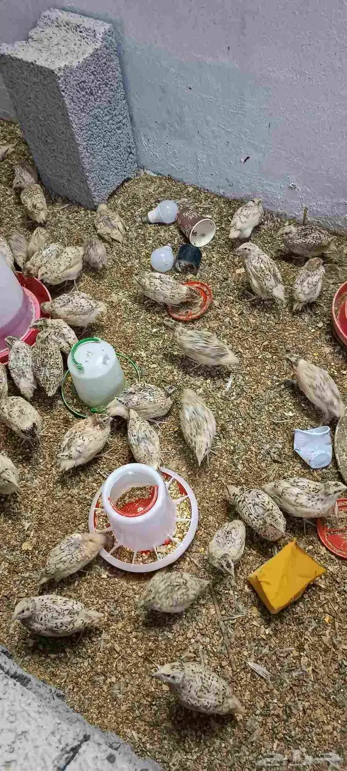سمان للبيع 2