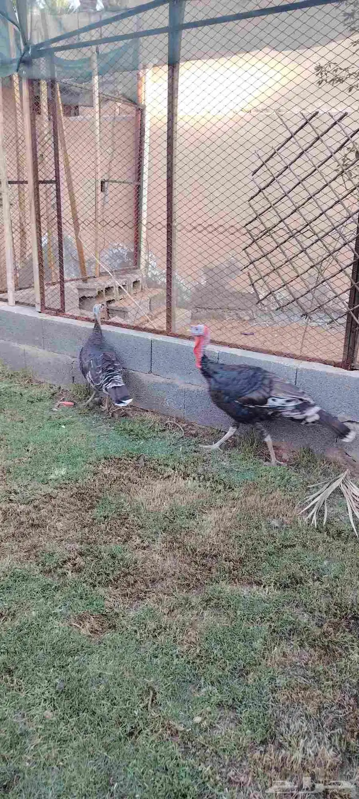 دجاج رومي فاخر للبيع 5