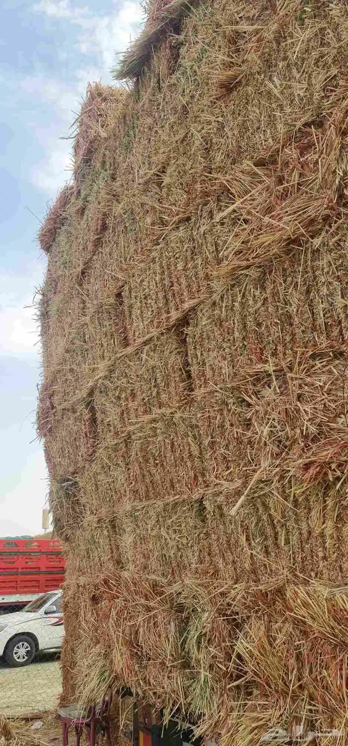 برسيم صافي 9