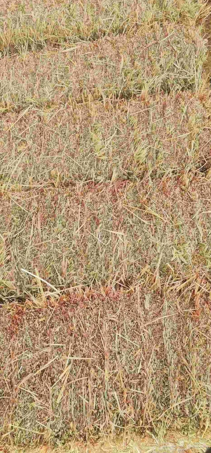 برسيم صافي 8