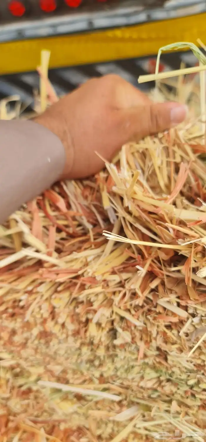 برسيم صافي 6