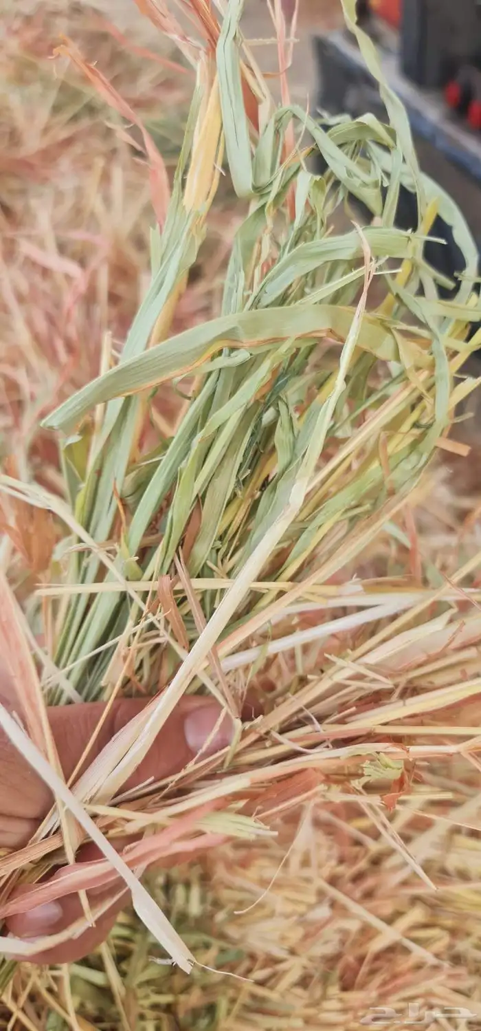 برسيم صافي 5