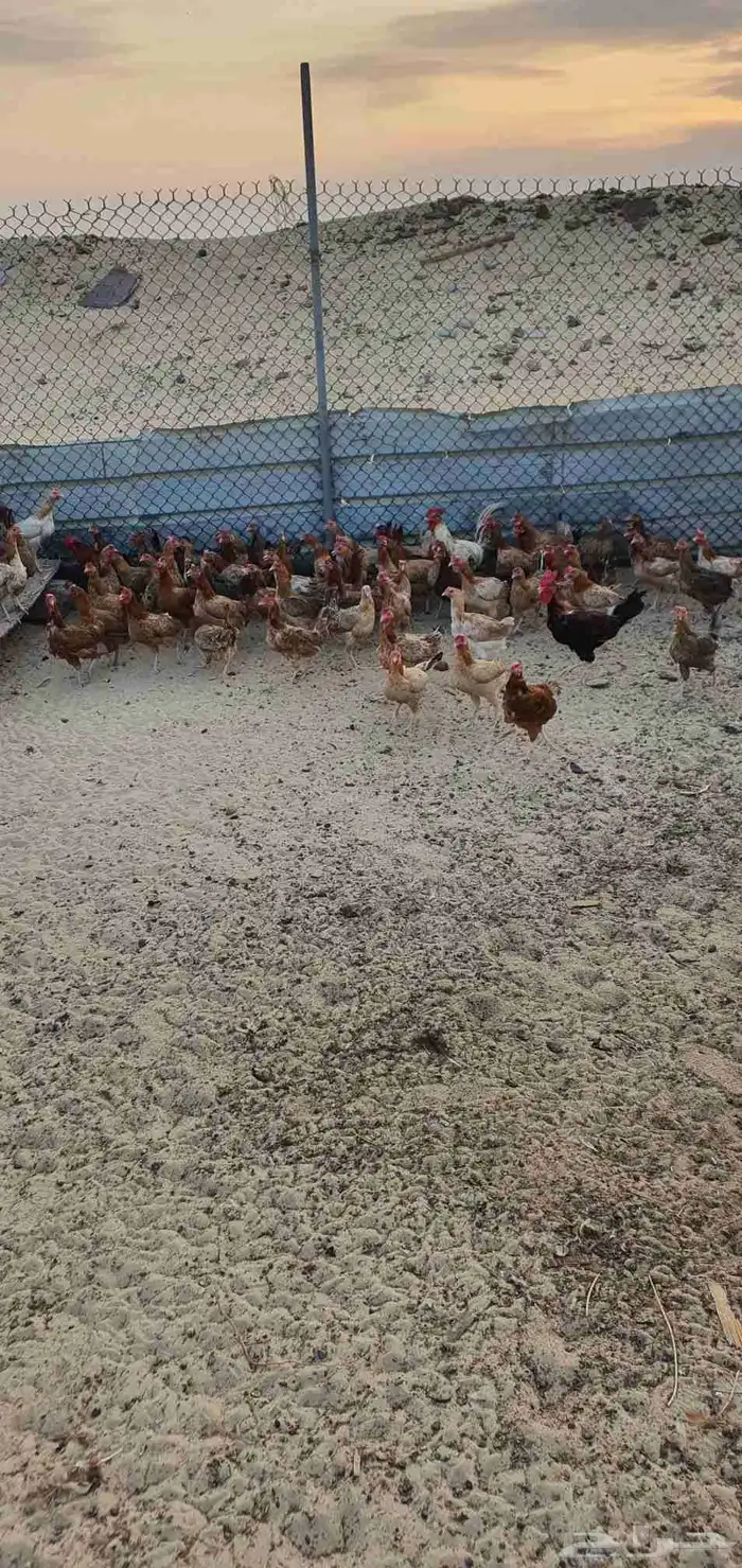 للبيع دجاج بلدي 1