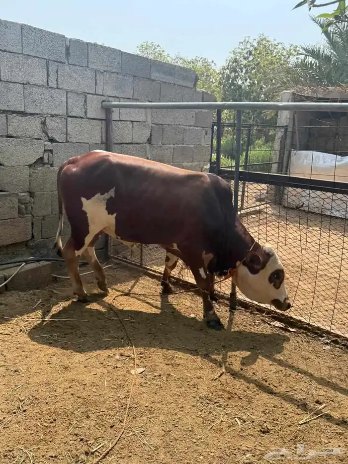اربعه حسلان طيبه للبيع 2