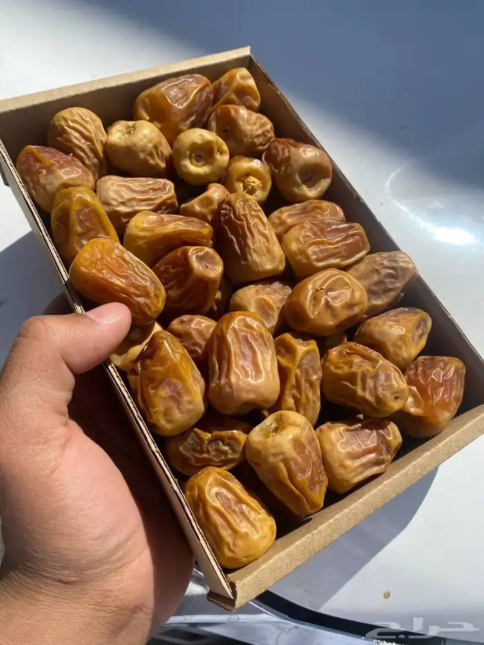 تمر صقعي و سكري 2