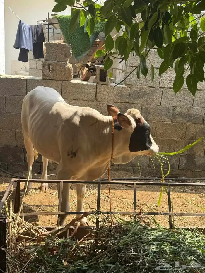 اربعه حسلان طيبه للبيع 0