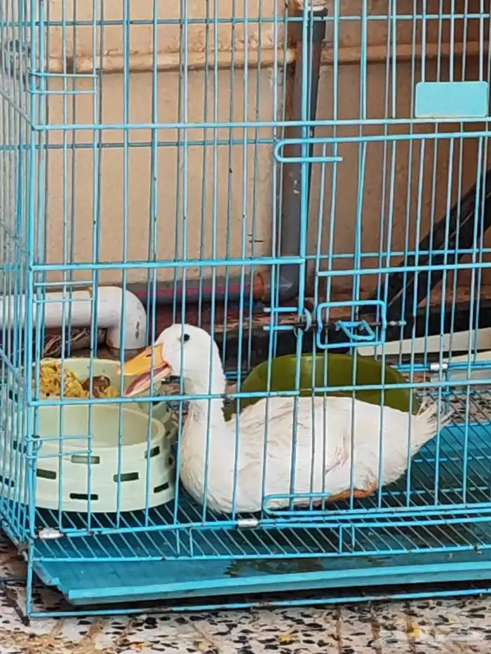 للبيع بطه 0