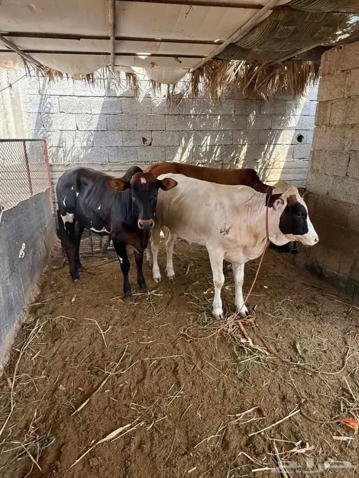 اربعه حسلان طيبه للبيع 3