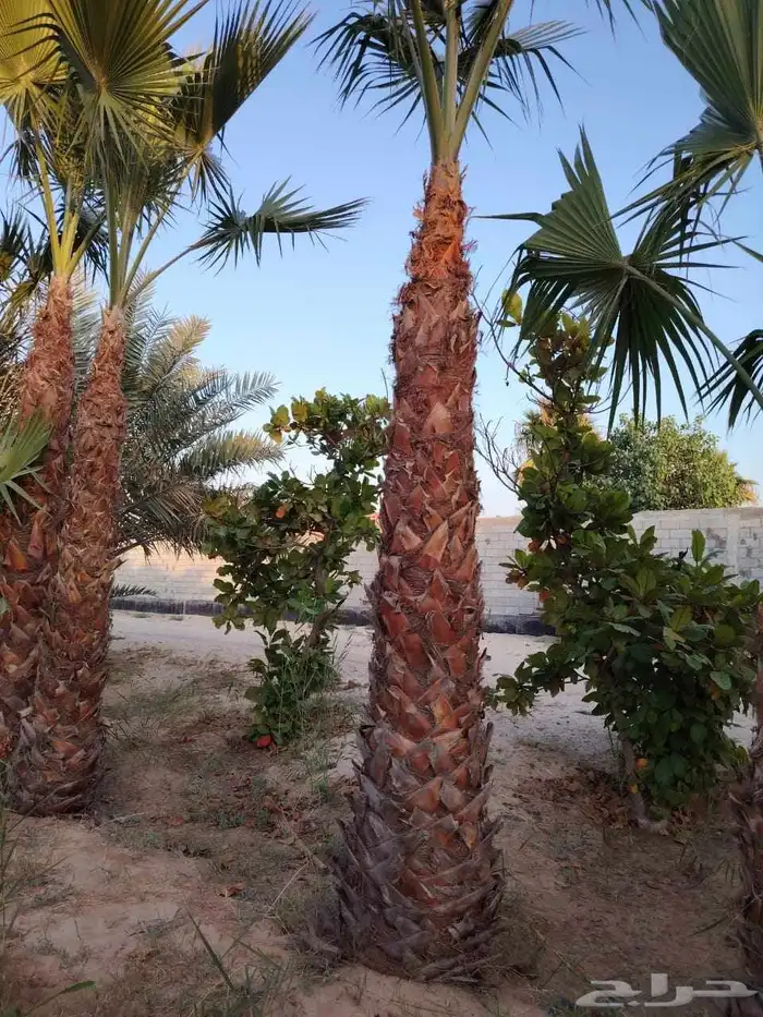 ابوياسين لبيع جميع انواع النخيل البلدي والواشنطن 3