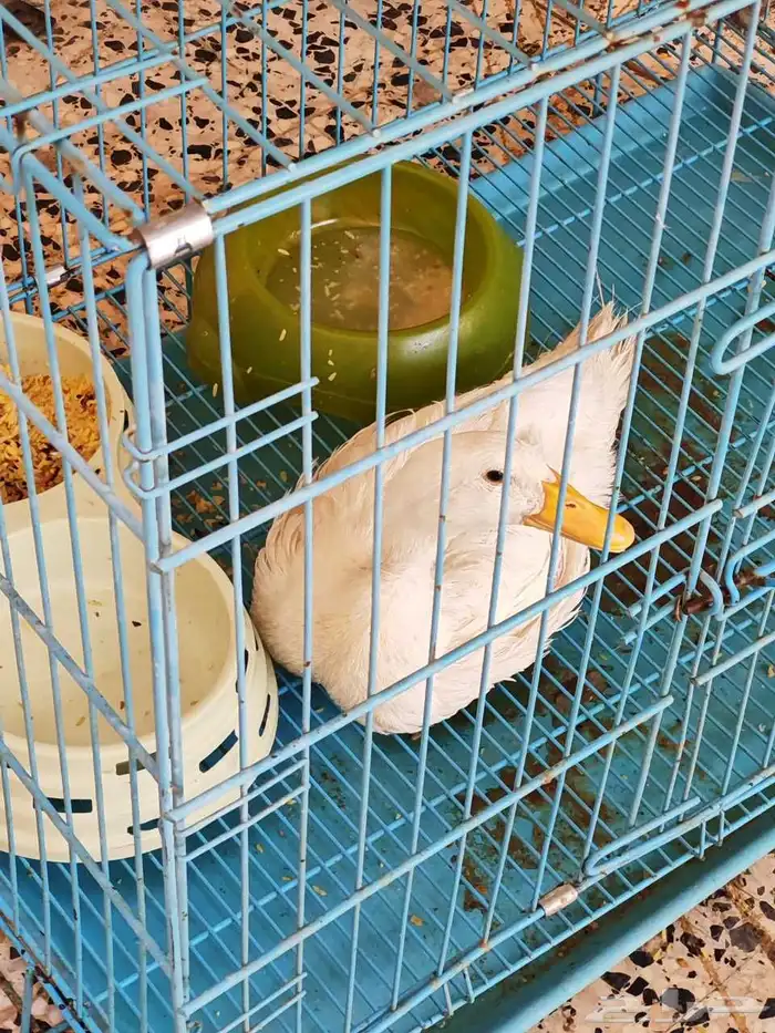 للبيع بطه 1