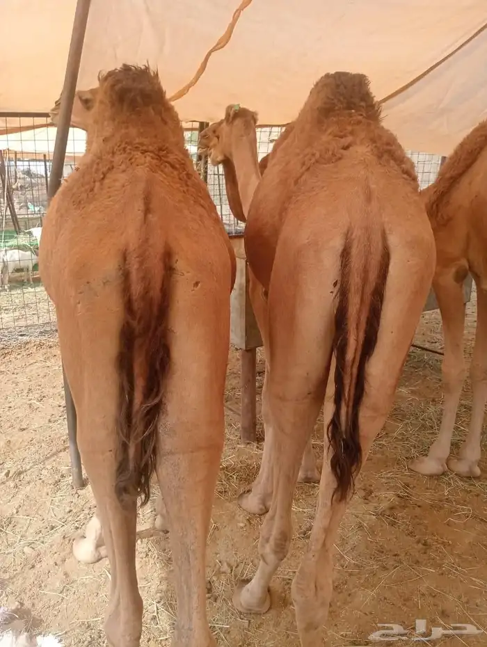 حشو قعدان مفاريد السعر 2850 2