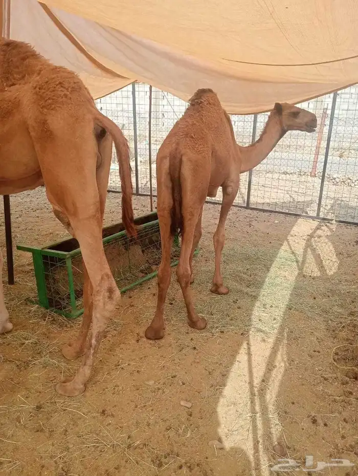 حشو قعدان مفاريد السعر 2850 3