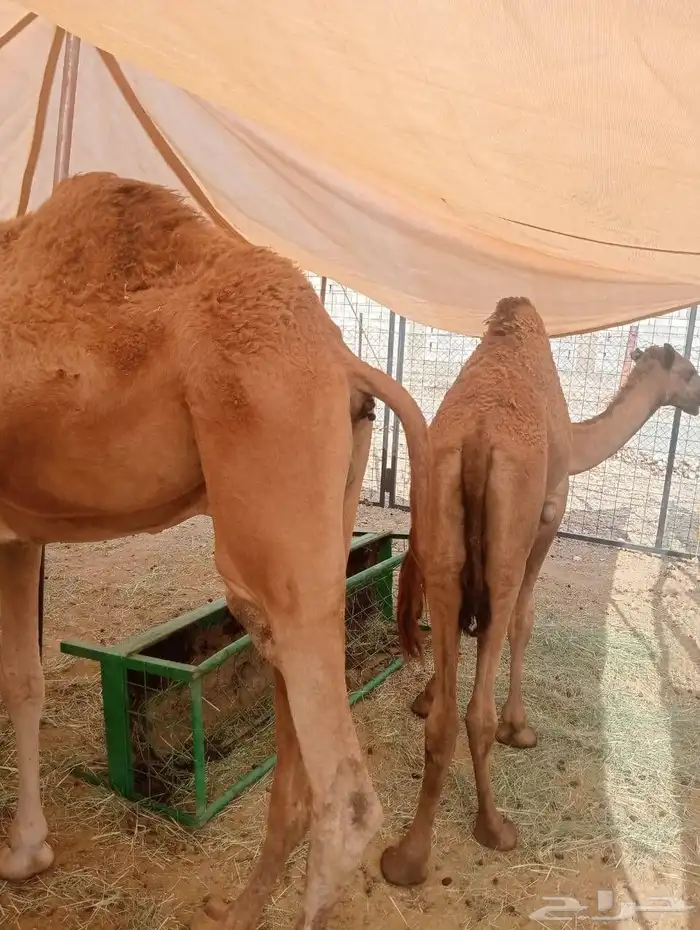 حشو قعدان مفاريد السعر 2850 0