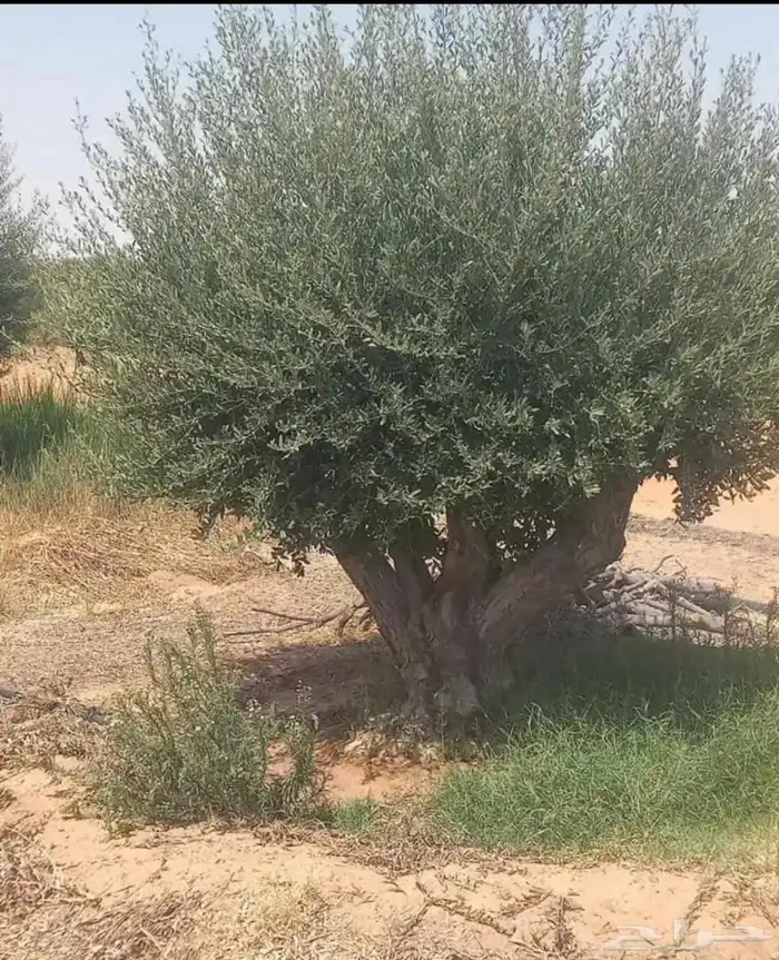 اشجار الزيتون جميع المقاسات 4