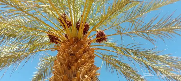 تمر خضري ممتاز 145نخله جهازعلي القص تمر حبه كبيره ووسط خالي 3