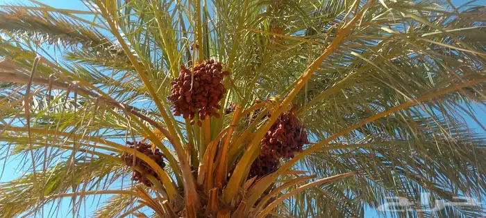 تمر خضري ممتاز 145نخله جهازعلي القص تمر حبه كبيره ووسط خالي 4