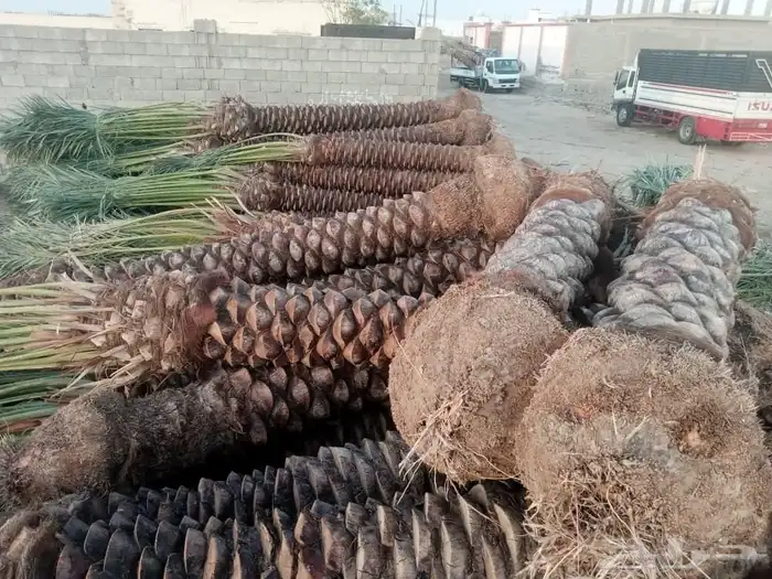 السلام عليكم ورحمه الله عندنا طيب متواجد في جده بحره جون جمي 9