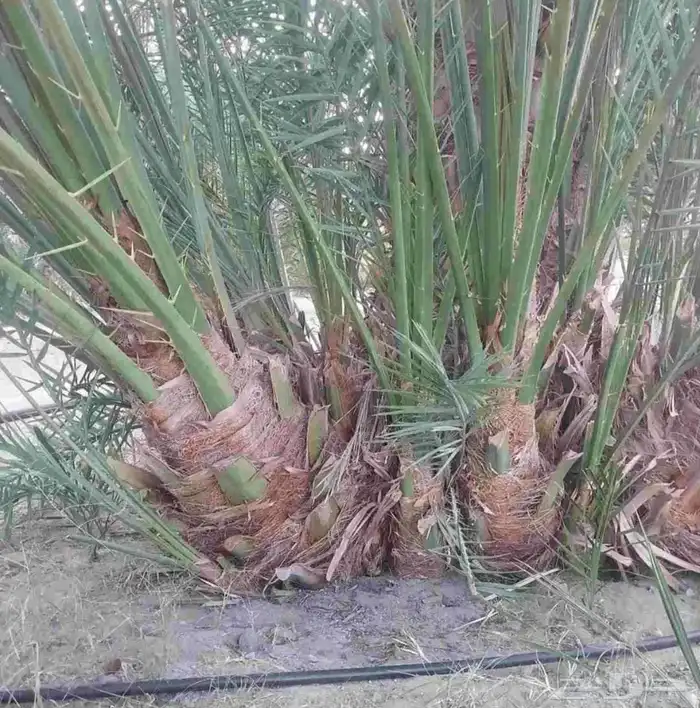 نخل طالع من المدينه اليوم علي البدع 8