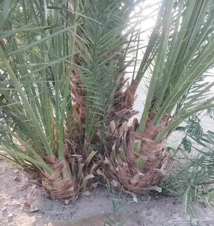 نخل طالع من المدينه اليوم علي البدع 0