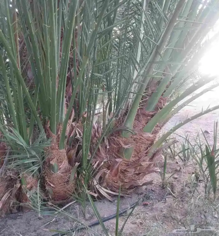 نخل طالع من المدينه اليوم علي البدع 2