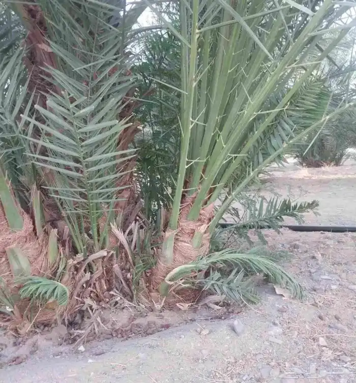 نخل طالع من المدينه اليوم علي البدع 4