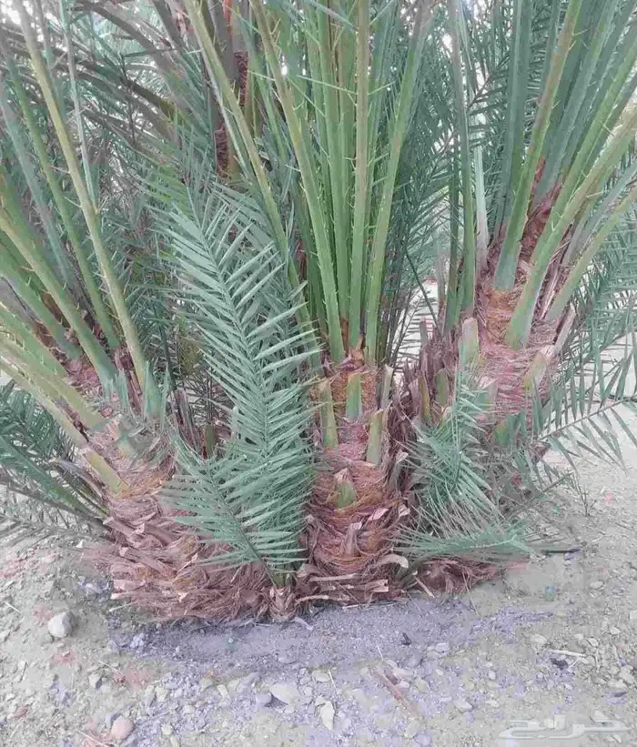 نخل طالع من المدينه اليوم علي البدع 7