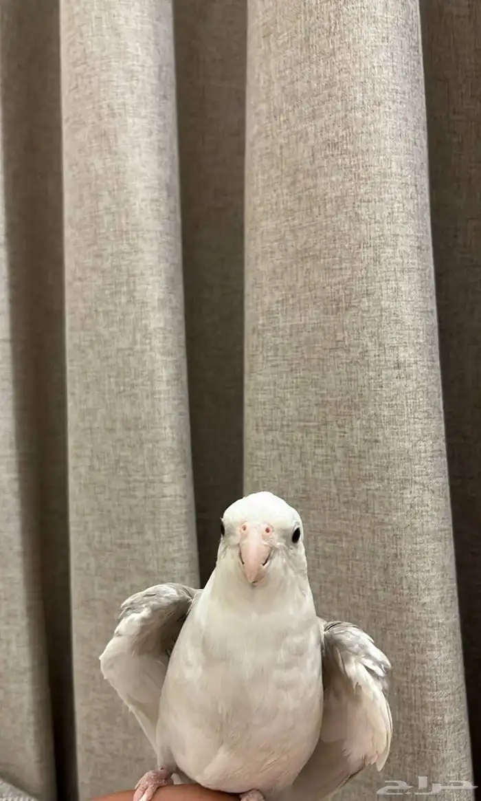 كروان متكلم اليف هدد 0