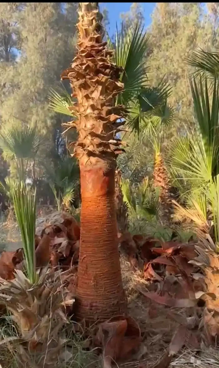 توريد وزرعه ثيل طبيعي وزراعه نخيل زيته وشنطن 4