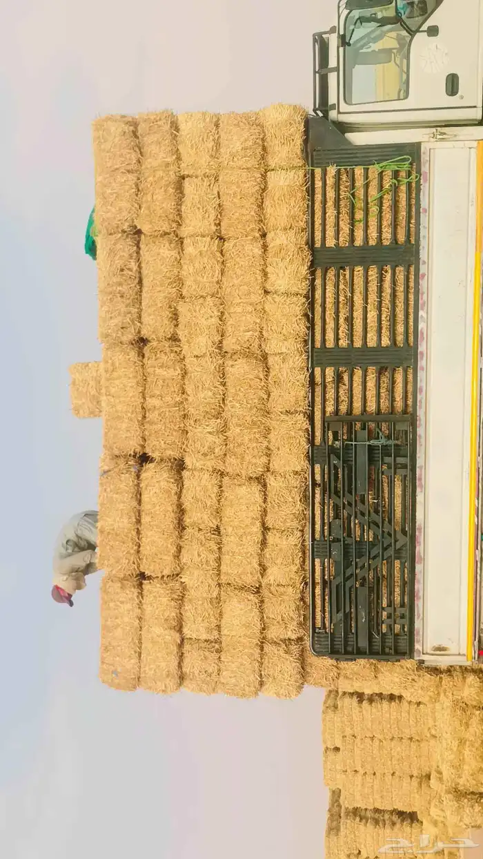 موجود تبن قمح شده طيب مقس 90 95ايلا 1