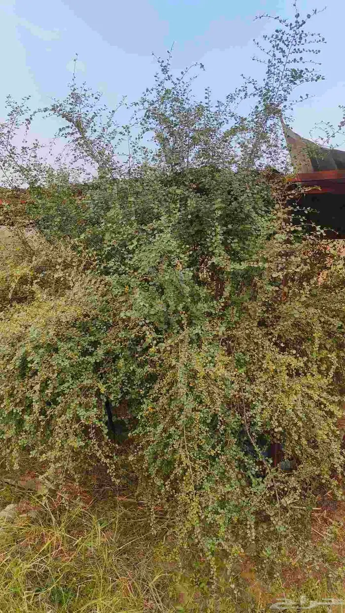 بذور شجر النبع 4