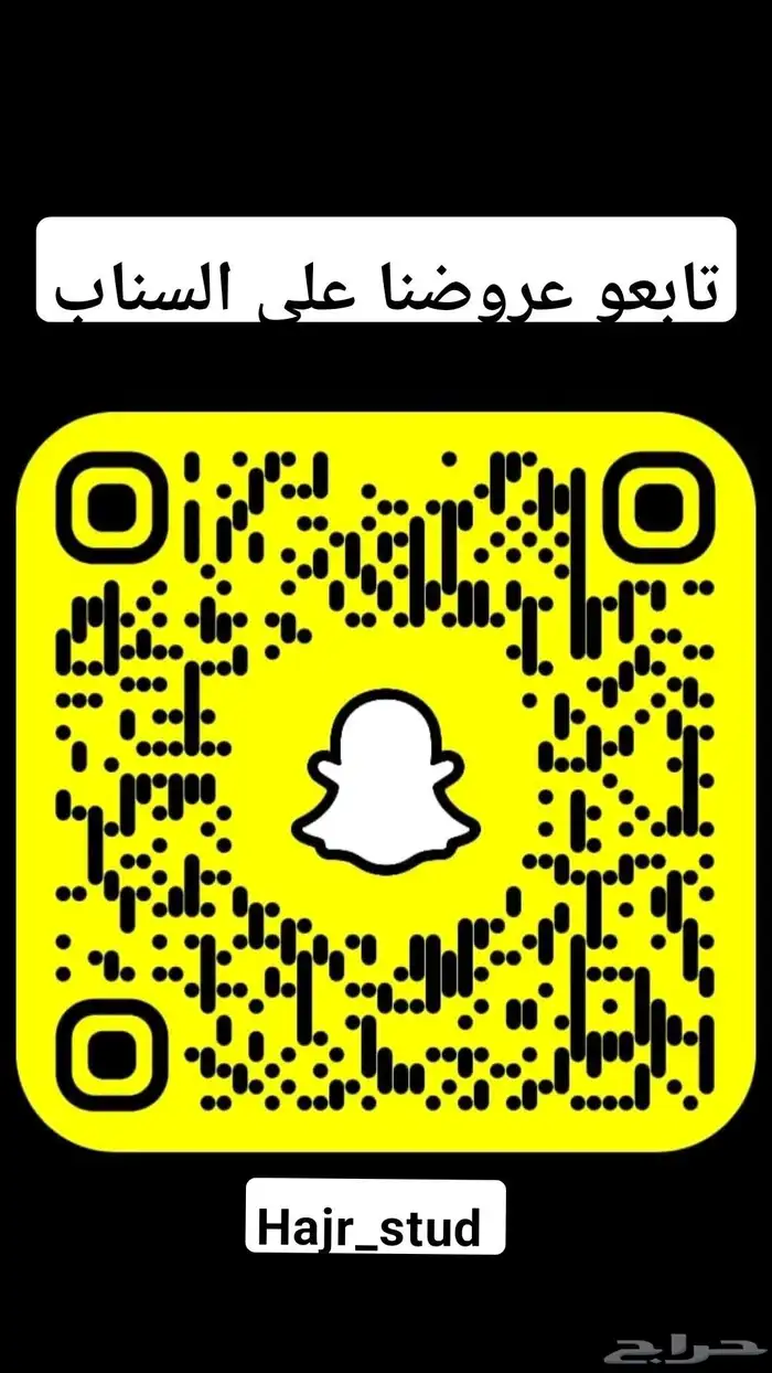 مزاد هجر للبيع فرس مكس جمال ولقاح 4