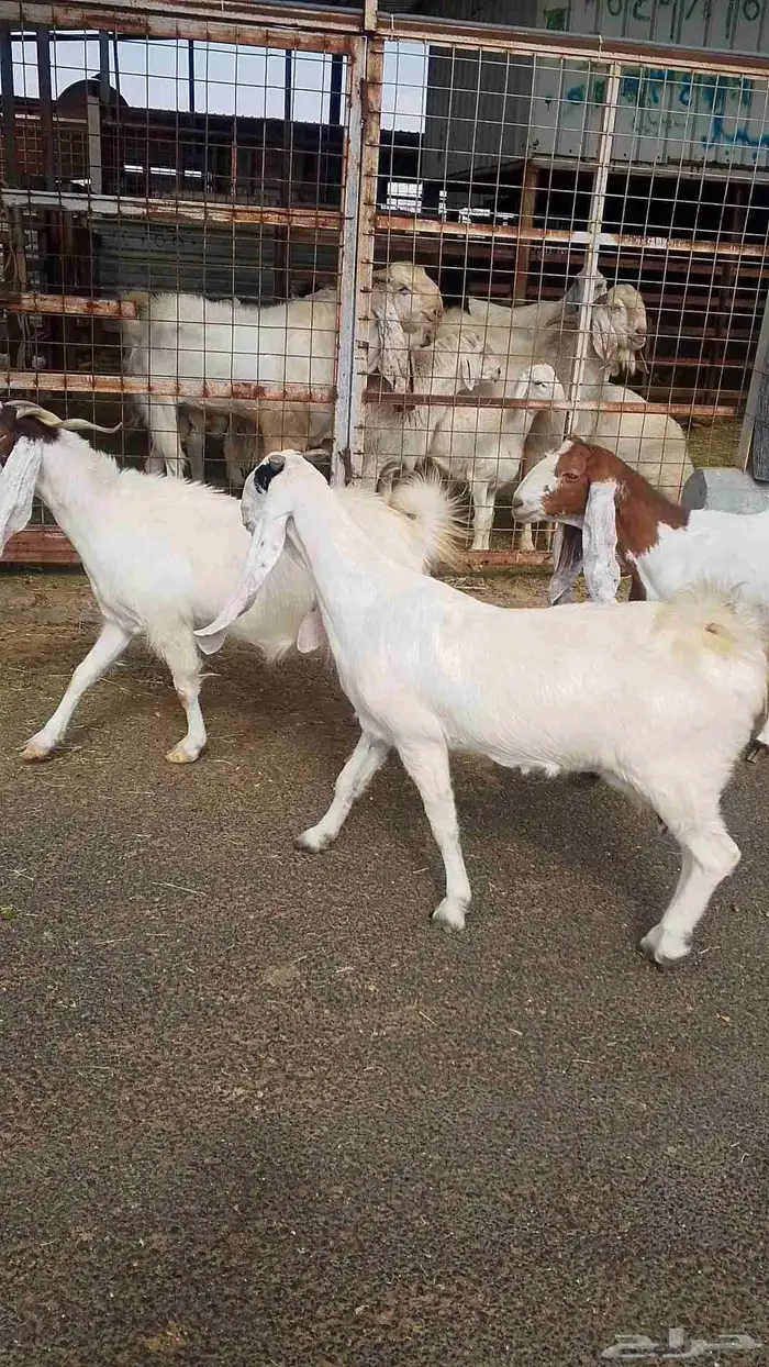 معزا هولنديه للبيع 0