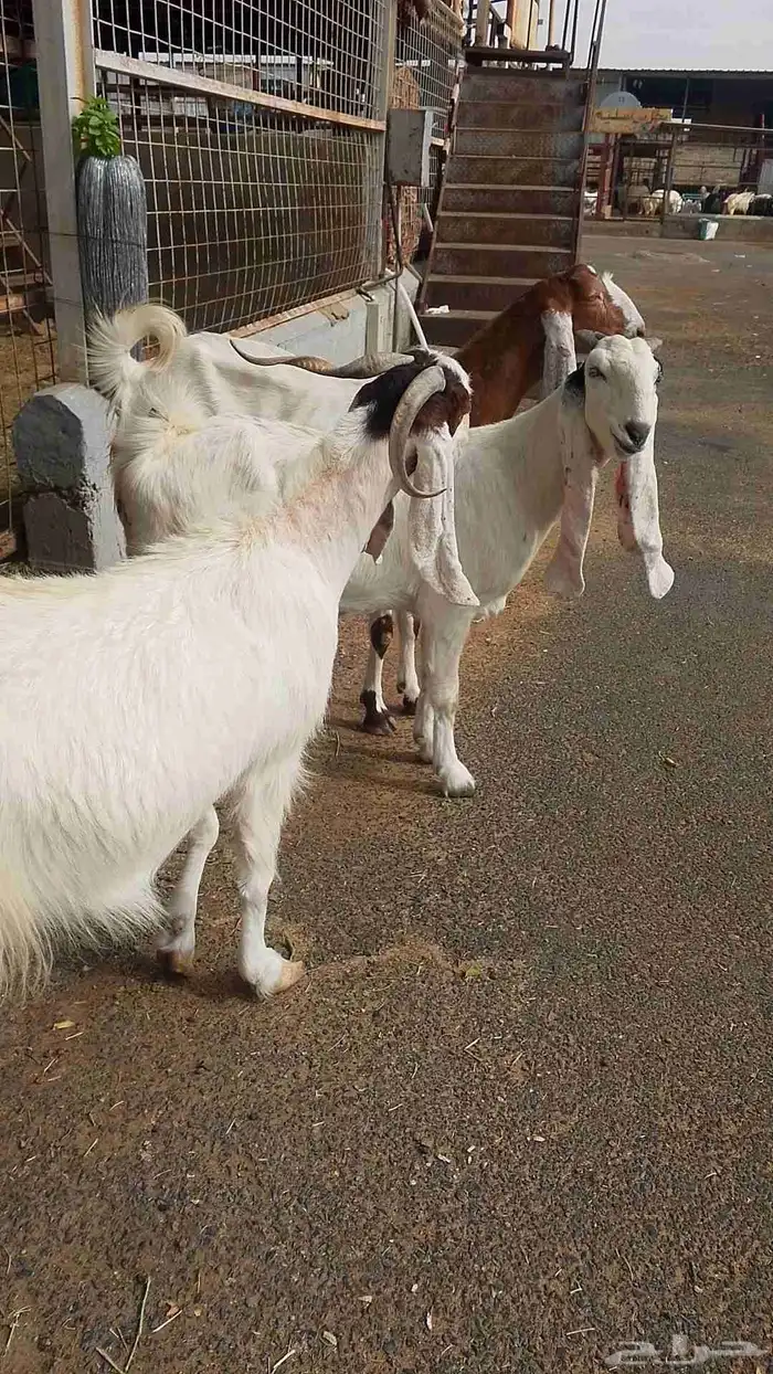 معزا هولنديه للبيع 5