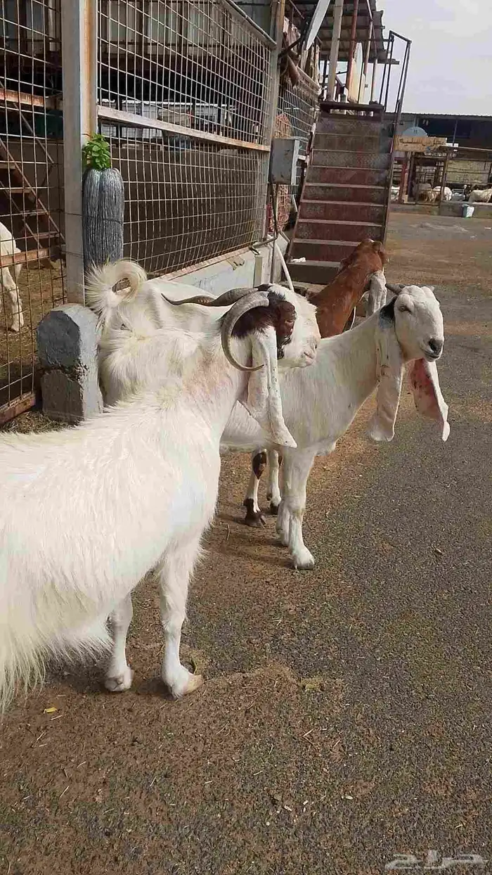 معزا هولنديه للبيع 7