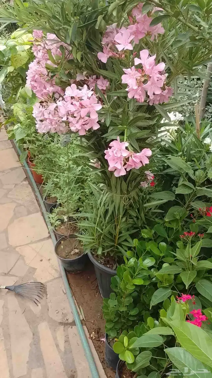 زراعه وحدائق 0