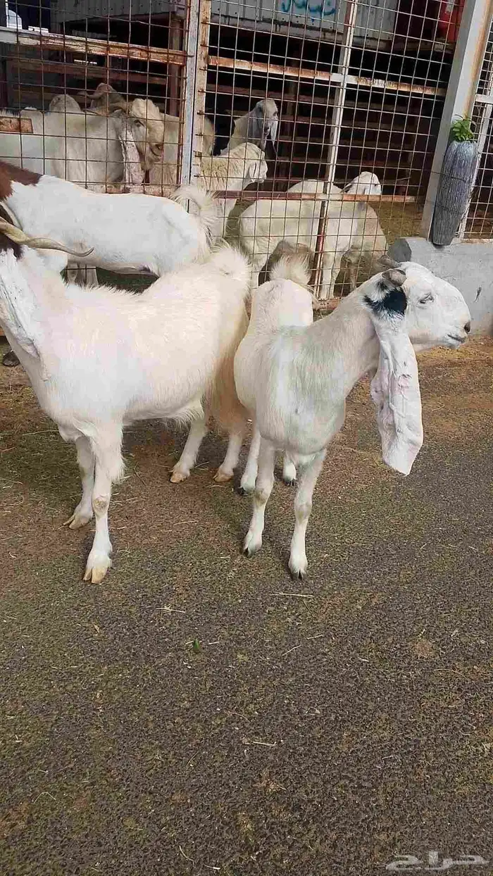 معزا هولنديه للبيع 2