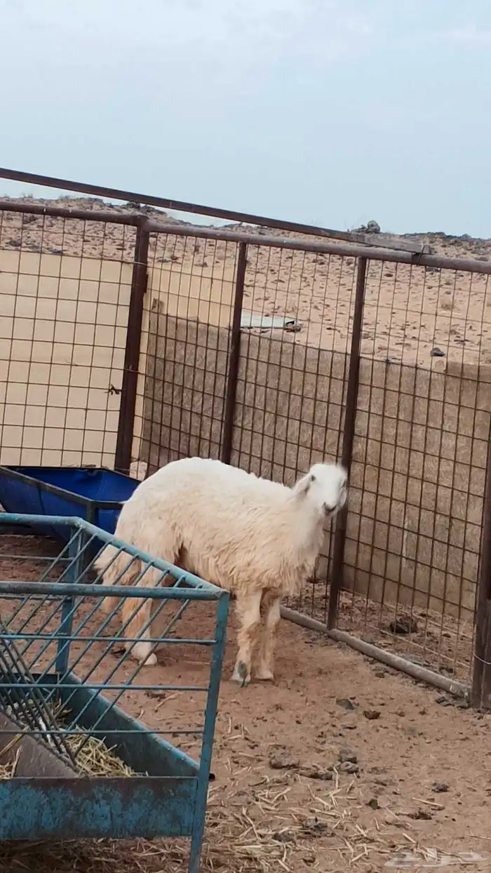 للبيع خروف طيب 1