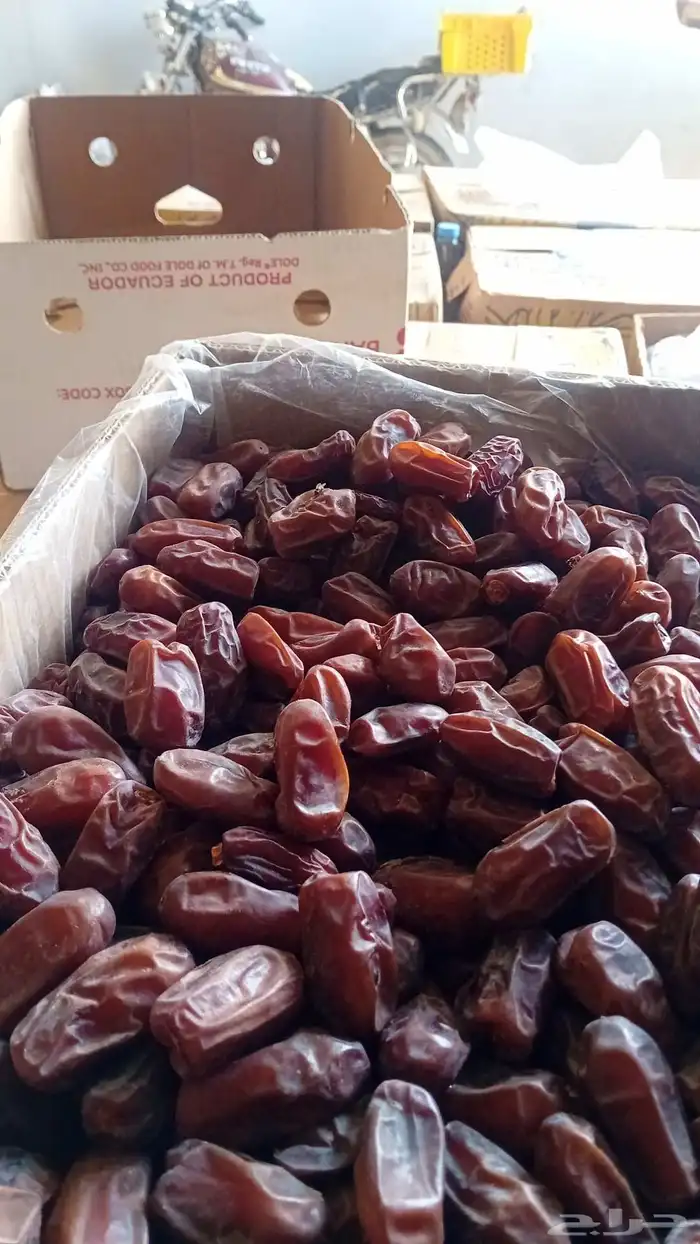 تمر خضري تقريب 20 طن 1