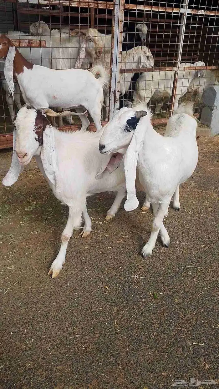 معزا هولنديه للبيع 3