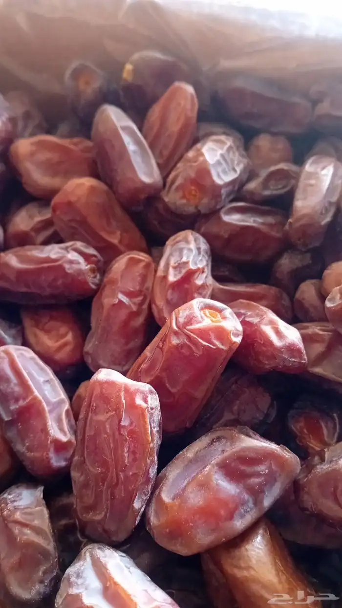 تمر خضري تقريب 20 طن 3