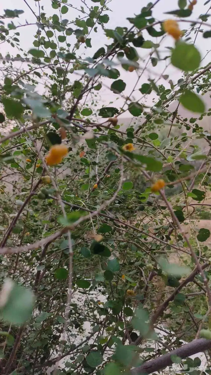 بذور شجر النبع 5