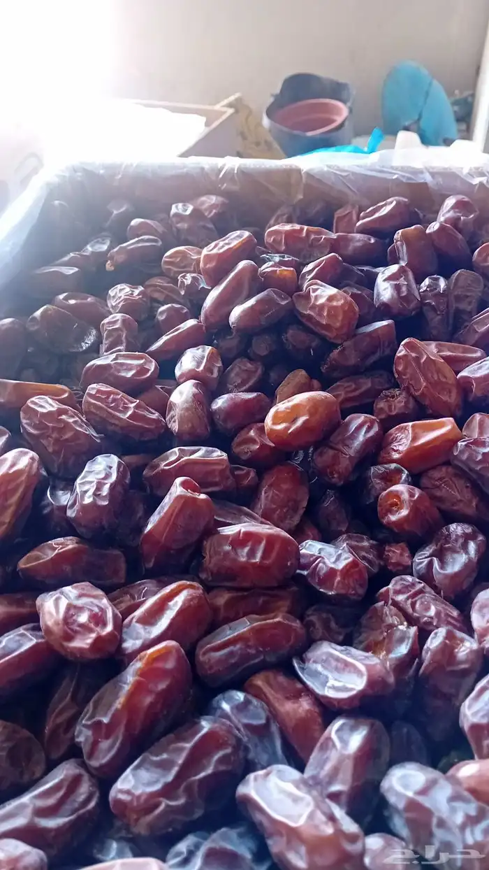 تمر خضري تقريب 20 طن 2
