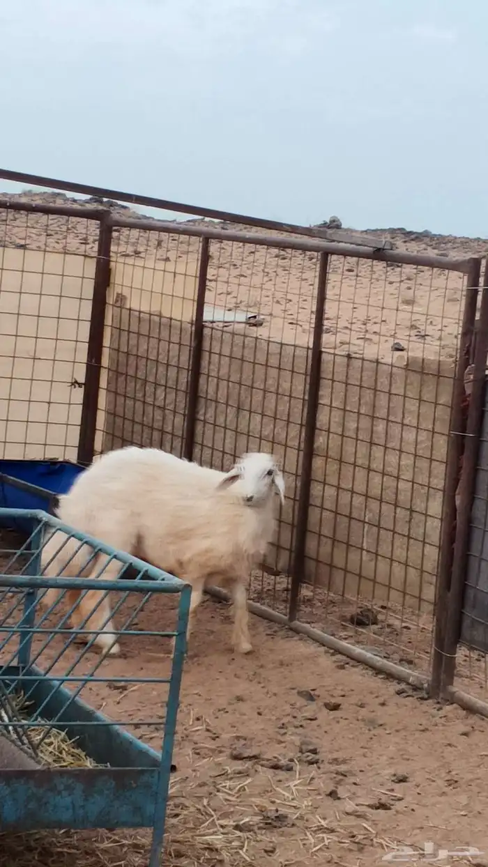للبيع خروف طيب 2