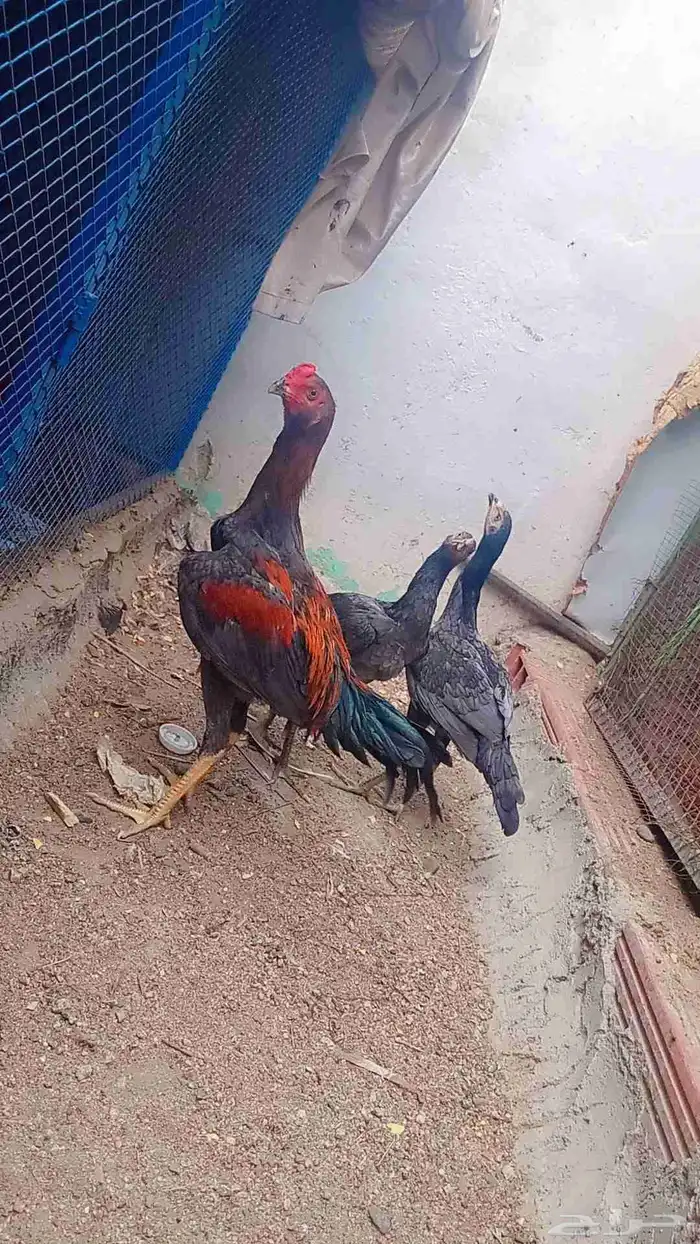 البيع ثلاثه ديك ثلاثه دجاج اسود النوع سندي العمر اربع شهور 2