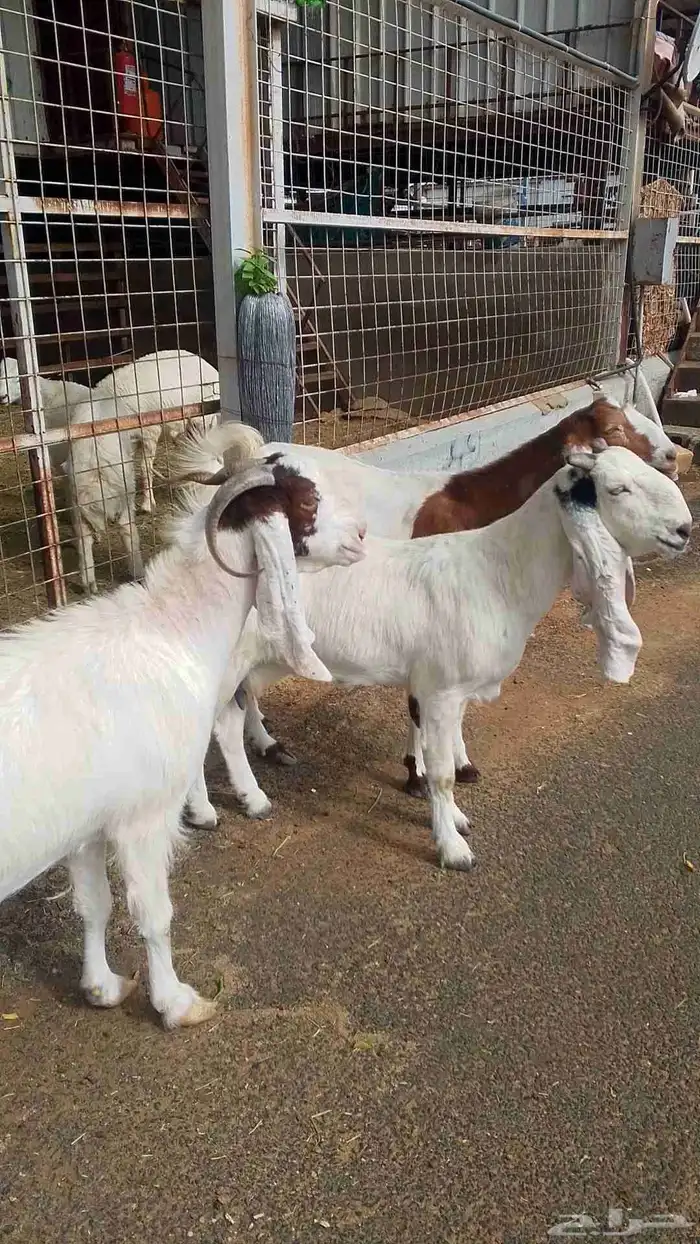 معزا هولنديه للبيع 4