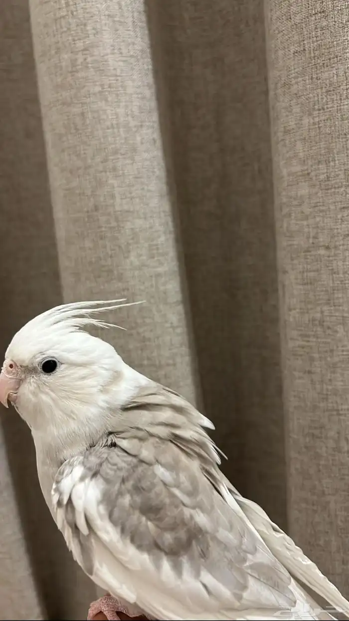 كروان متكلم اليف هدد 1