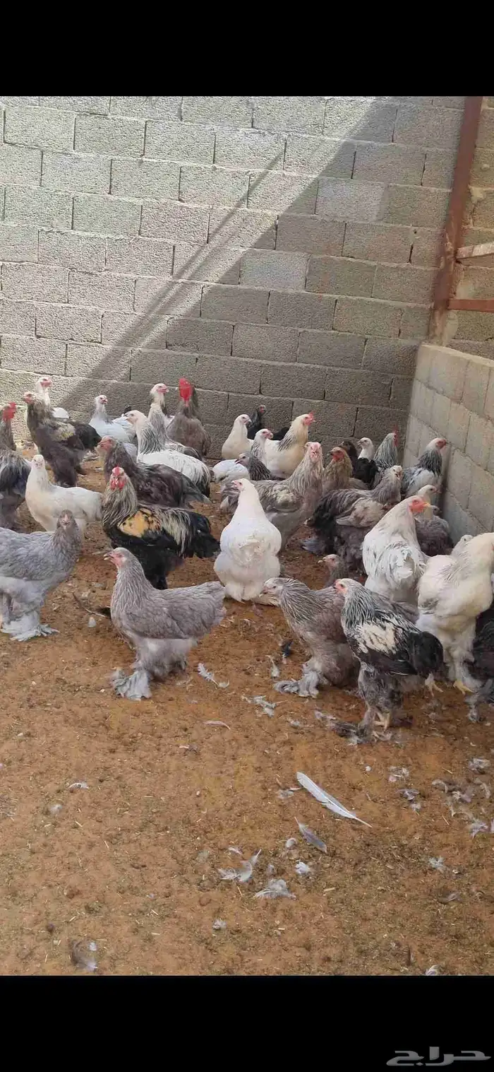 براهما 1