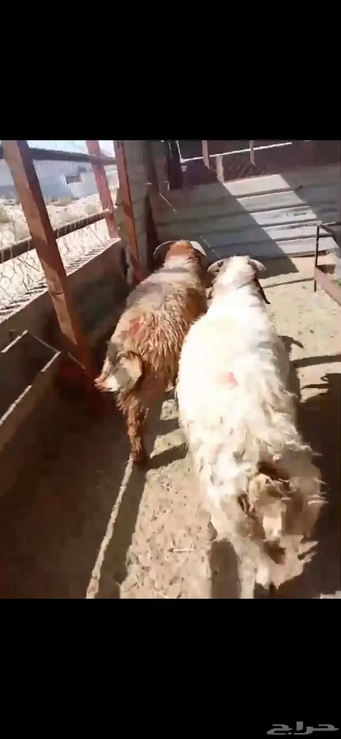 ذبايح جذعان للمناسبات احجام كبيرة 0