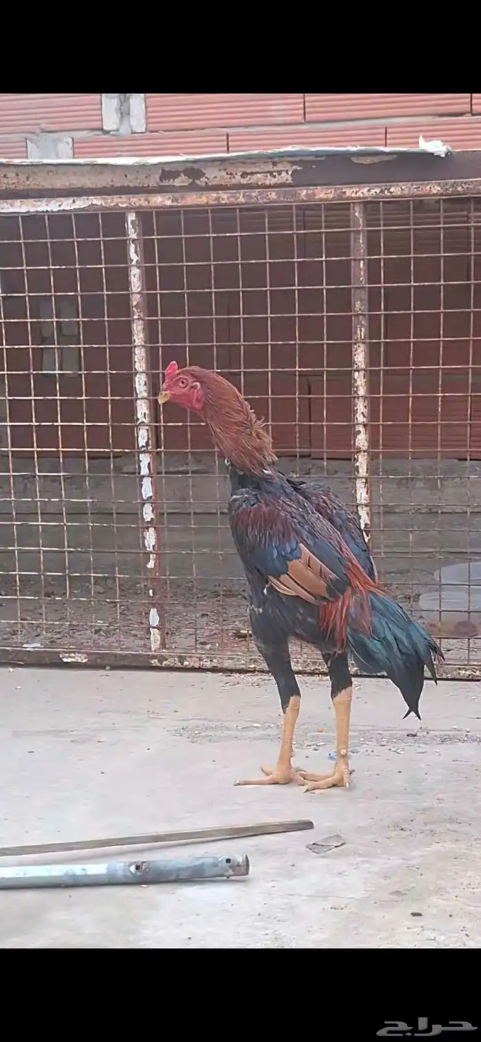ديك سندي 0