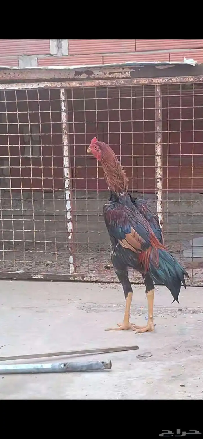 ديك سندي 1